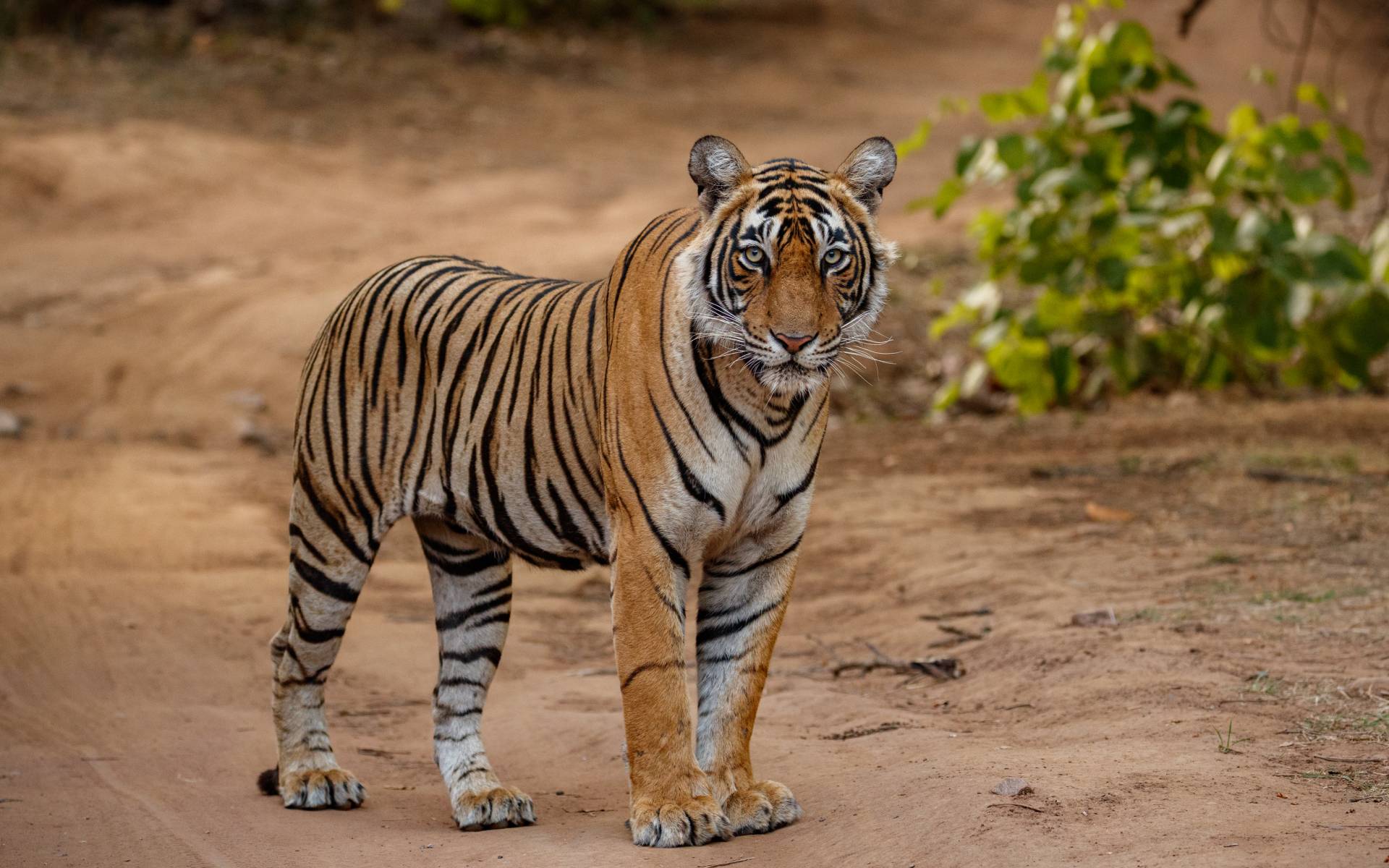 Int'l Tiger Day 2025 being observed in Nepal