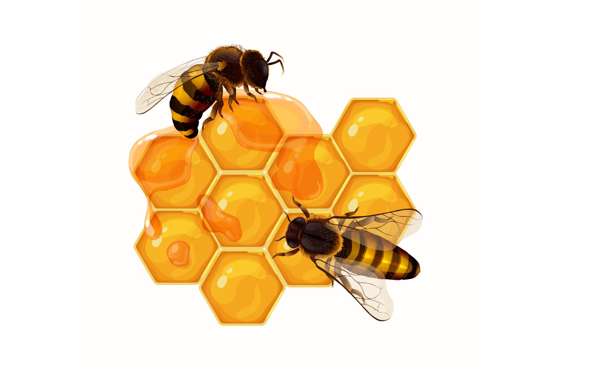 Nepal Produces First Ever Artificially Inseminated Queen Bee The Nepal Produces First Ever Artificially Inseminated Queen Bee
