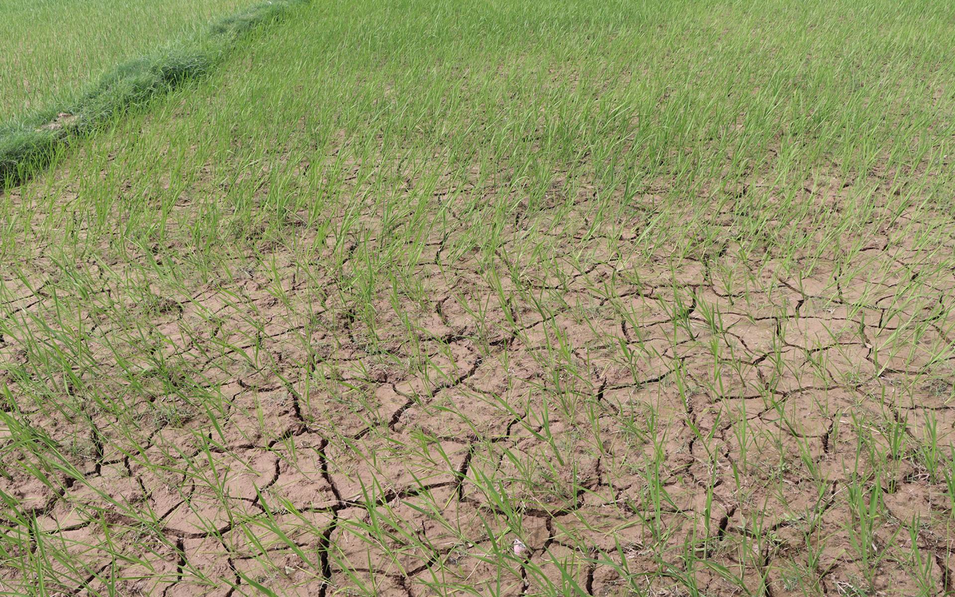 UK-Funded Organization to Aid Madhes in Drought Resilience