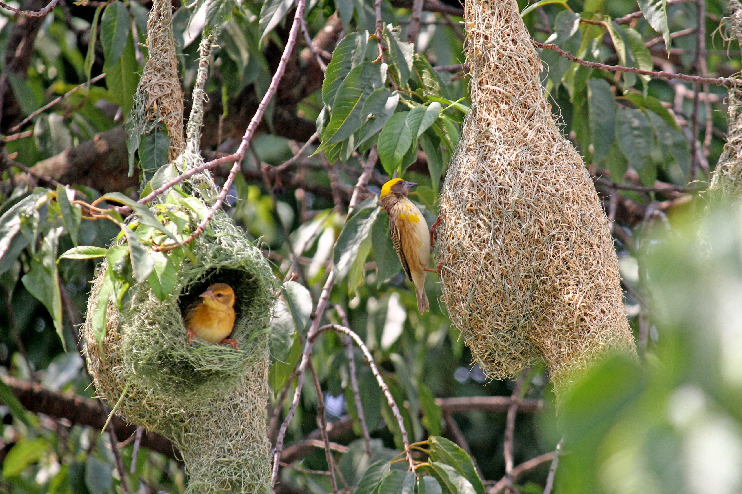 Golden Cannon Bird on the Brink of Extinction in Nepal