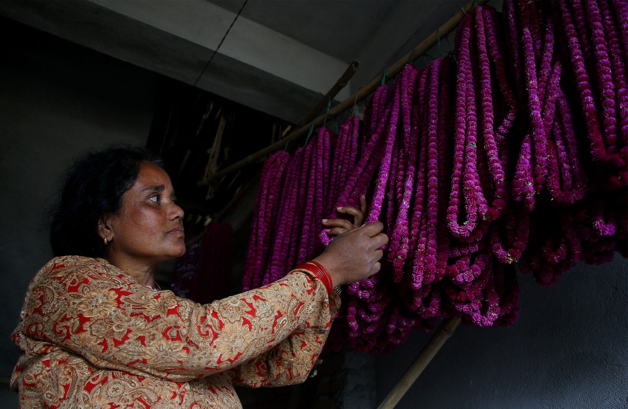 Farmers in Gundu Busy Harvesting Makhmali Flowers Ahead of Tihar