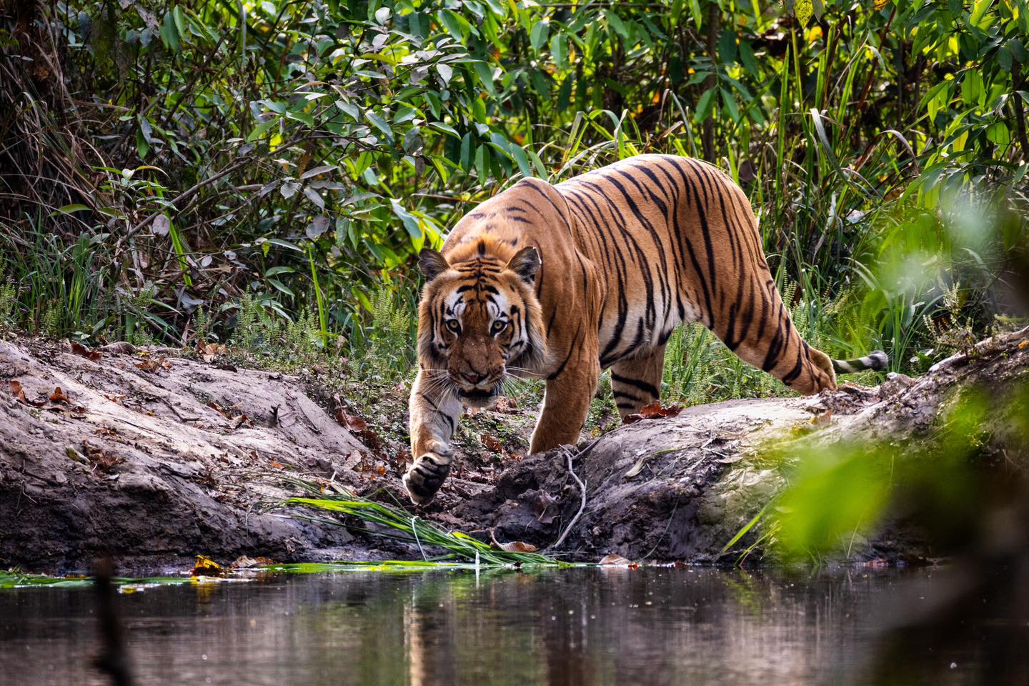 Tiger Census Begins in Shuklaphanta National Park