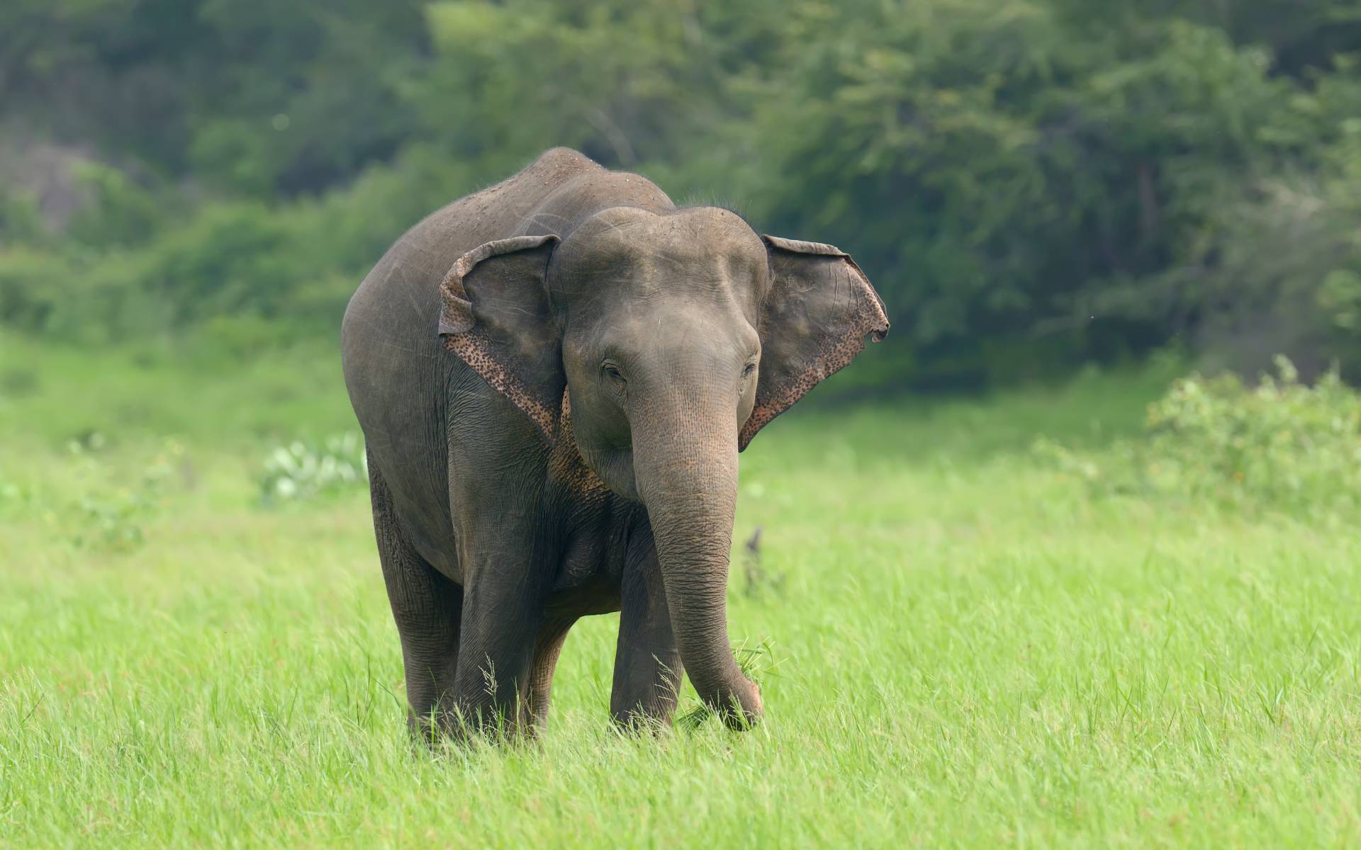Two Elephant Calves to Be Sent to Qatar on December 17