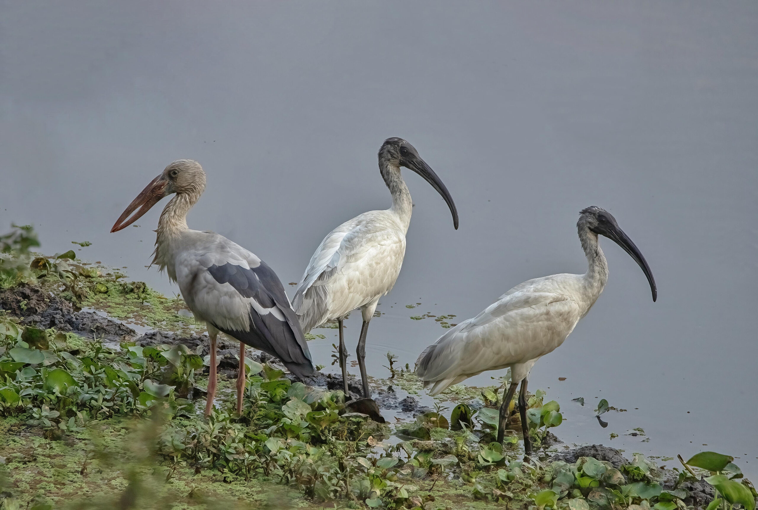 Aquatic Bird Population Declining in Nepal: Census