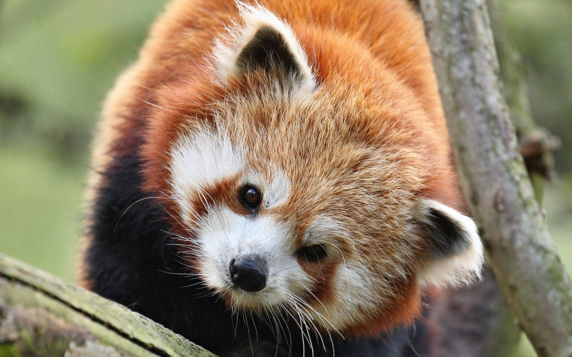 Third Red Panda Festival in Ilam to Promote Conservation and Tourism