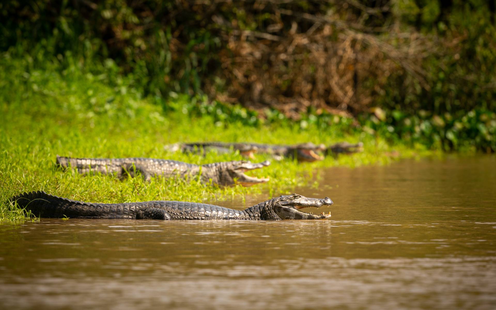 205 Gharials Released into Rapti River from Chitwan National Park