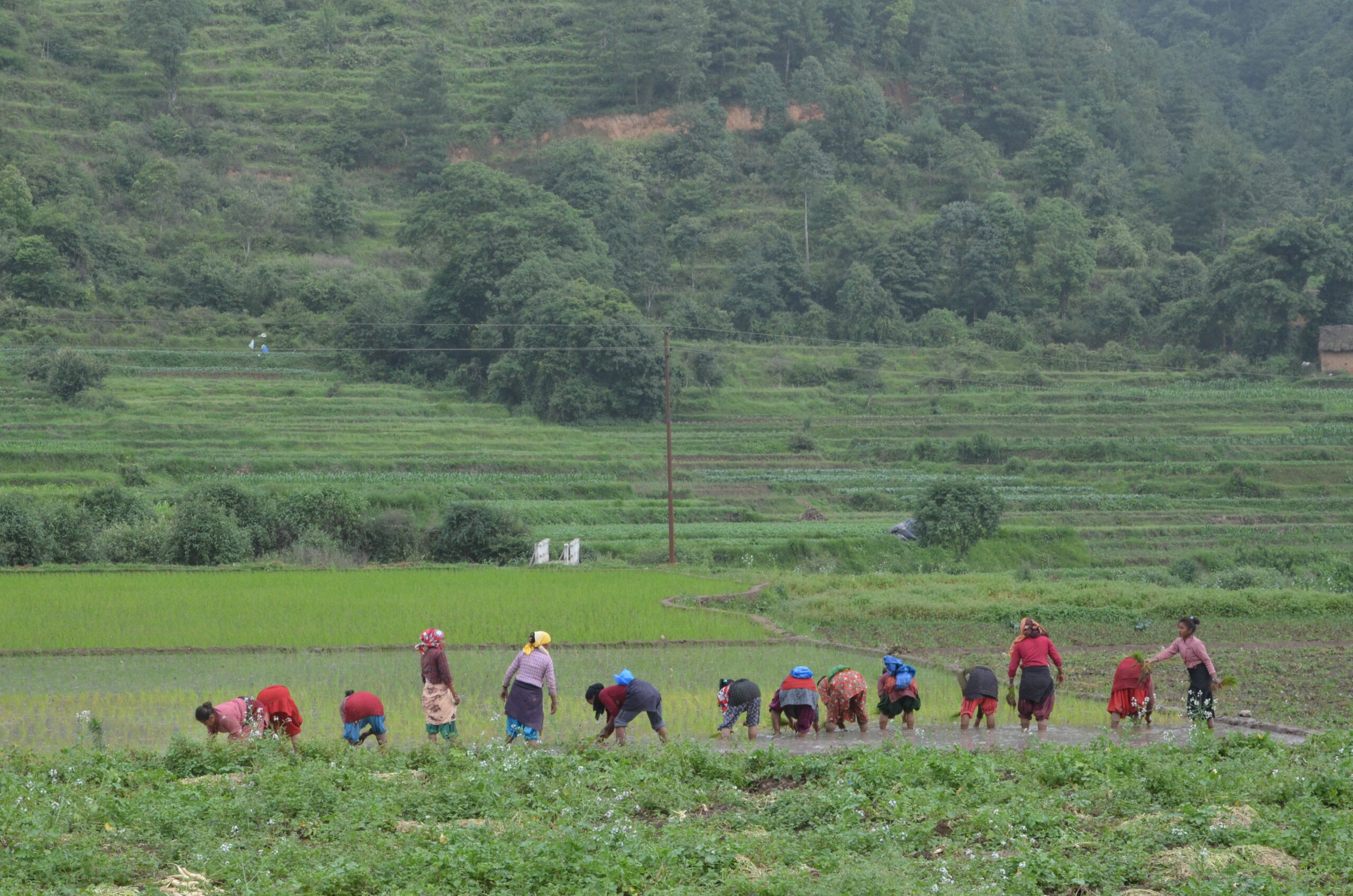 National Paddy Day Being Observed Across Nation