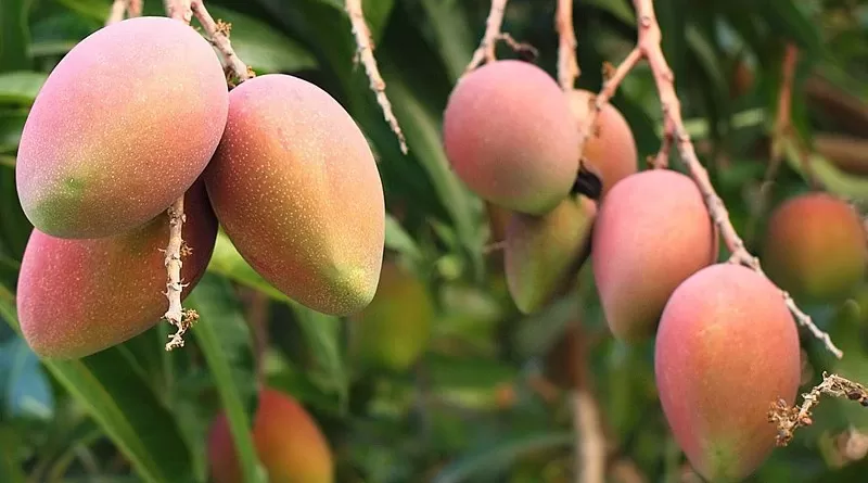 Bangladesh Embassy Shares Finest Bangladeshi Mangoes to Friends Across Nepal