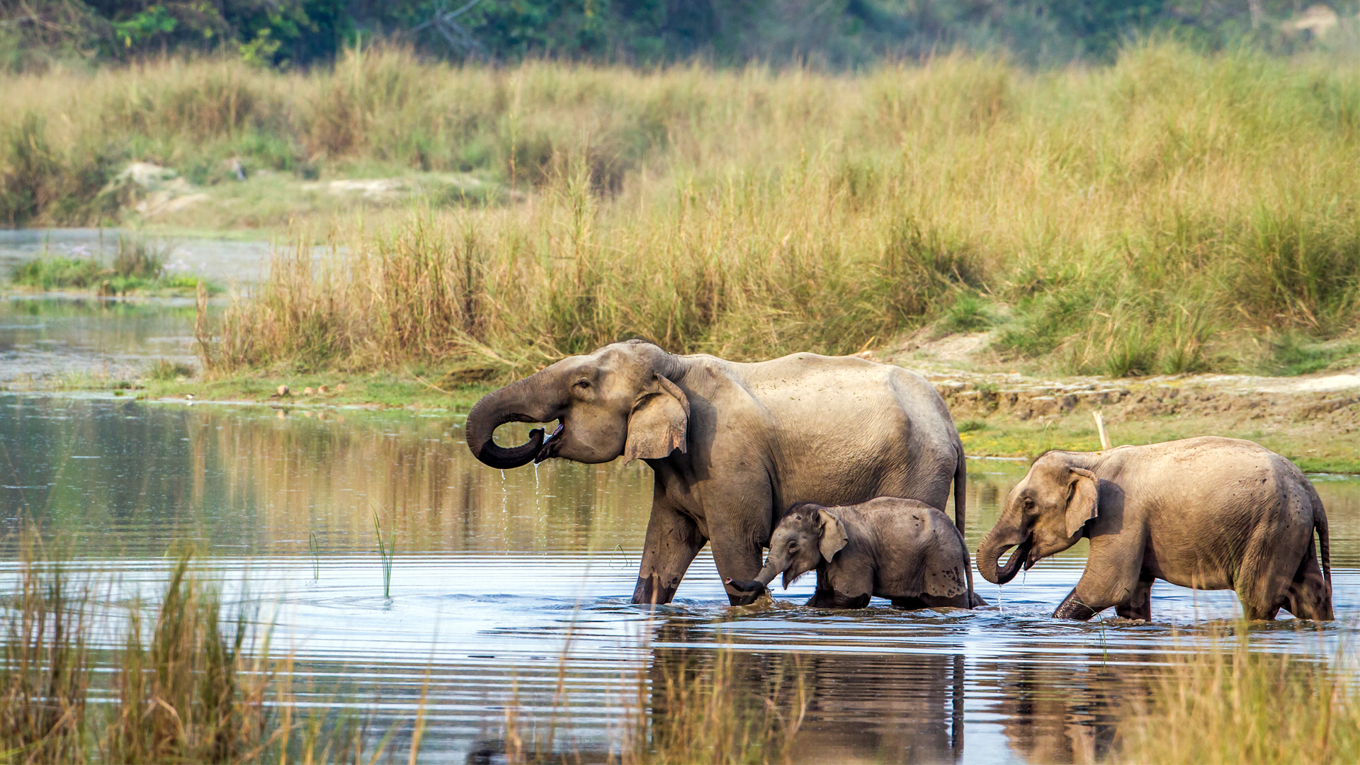 60 per cent of total foreign tourists visit Nepal's national parks, conservation, reserve areas