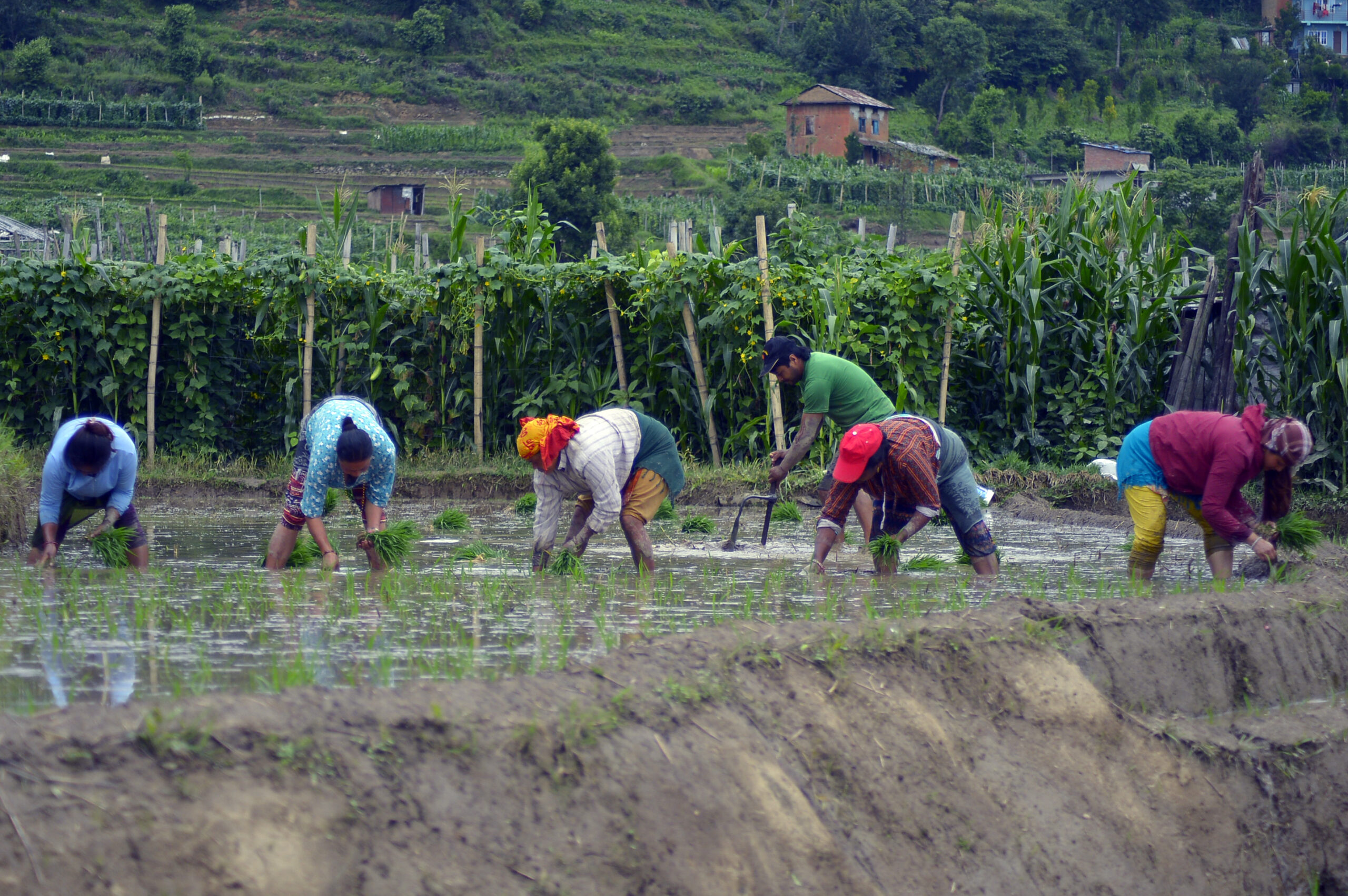 Celebration Marking Paddy Plantation in Nepal