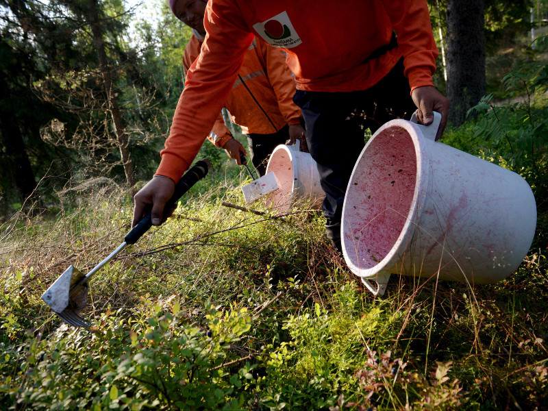 Majority of Seasonal Work Visa Application for Wild-berry Pickers for Finland Refused